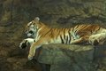Big Kitty