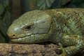 Skink