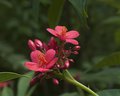 Red Flower