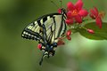 Blue Swallowtail