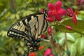 Blue Swallowtail Three