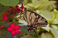 Blue Swallowtail Two