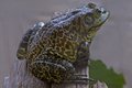 Bull Frog