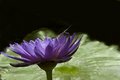 Dragon on Lotus