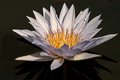 Lotus at Night