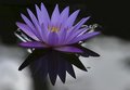 Lotus on Ice