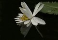 White Lotus