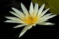 Yellow Lotus