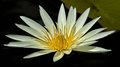 Midnight Lotus