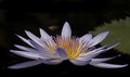 Bee over Lotus