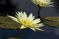 Reflection