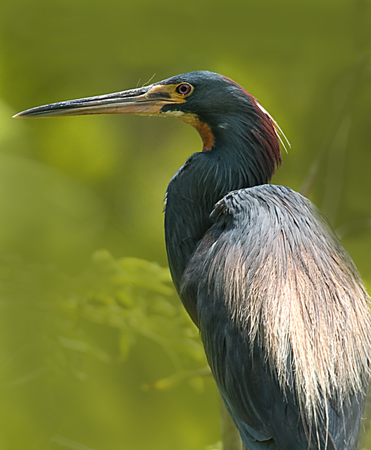 Tri -Colored Heron