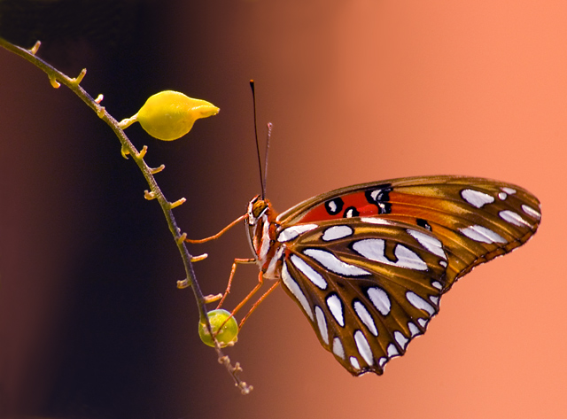 Proud Butterfly