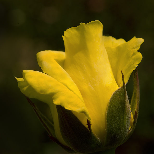 Yellow Rose