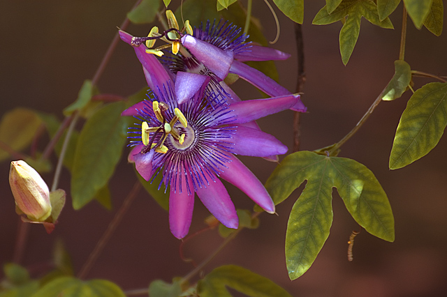 Passion Flower