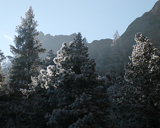 Frosty Morning