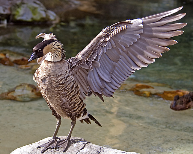 Something to Crow About