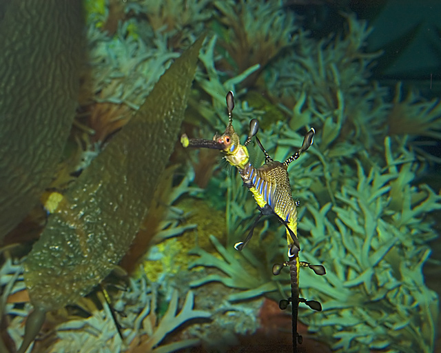 Sea Horse I