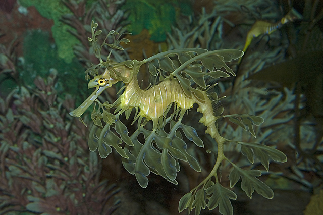Sea Dragon I