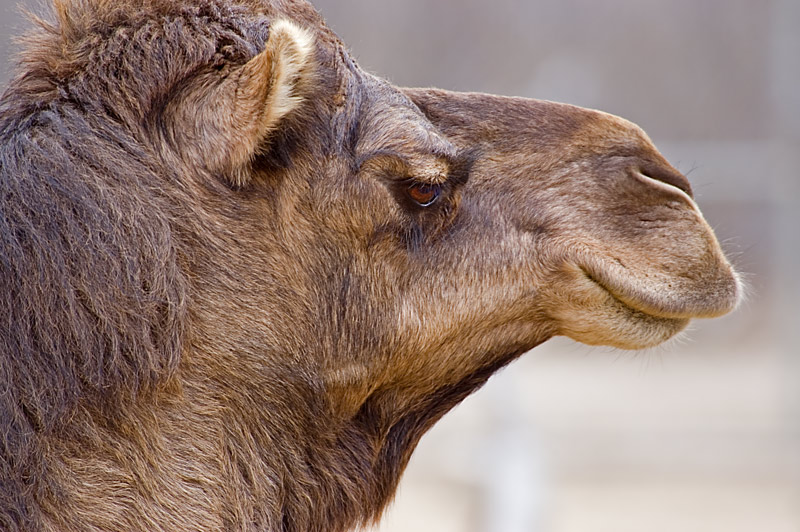 Regal Camel
