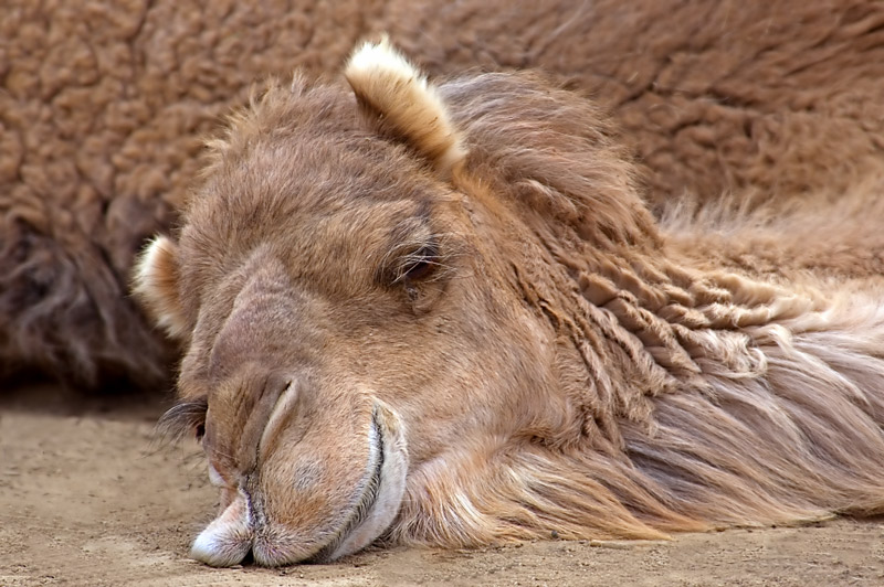 Layed Back Camel