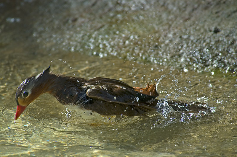 Diving Duck