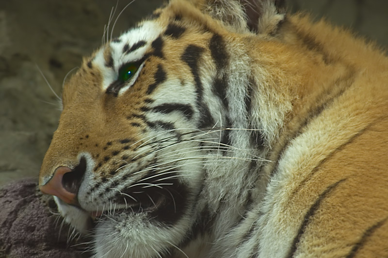 Bengal Beauty