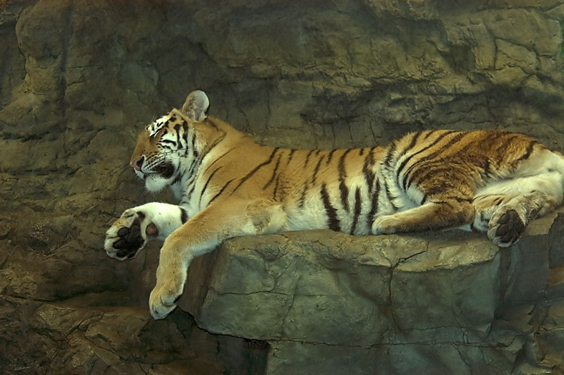 Big Kitty