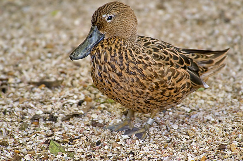 Brown Duck