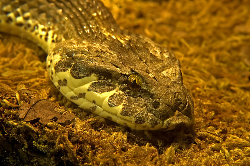 Speckled