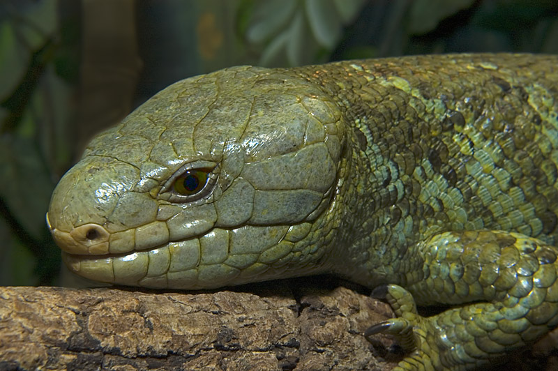 Skink