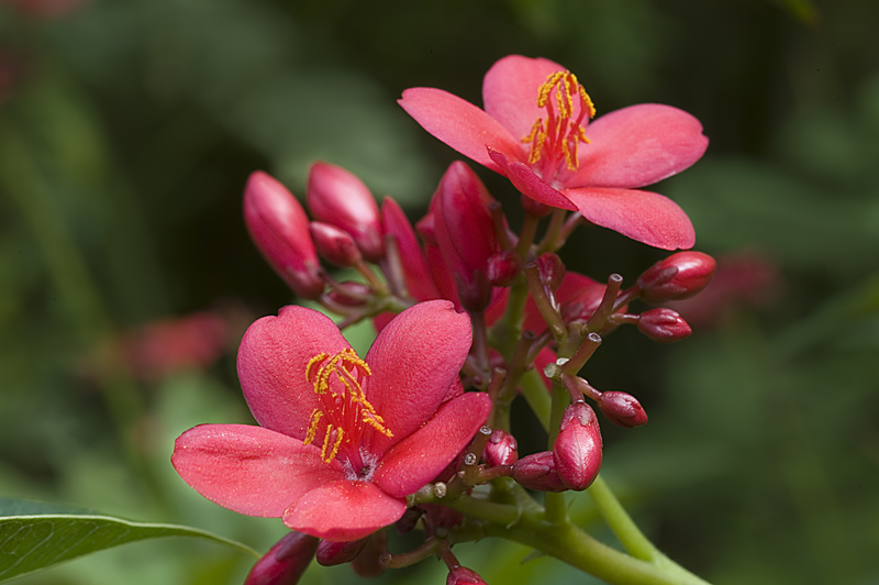 Soft Red