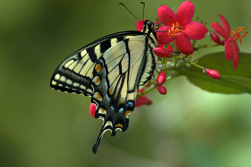 Blue Swallowtail