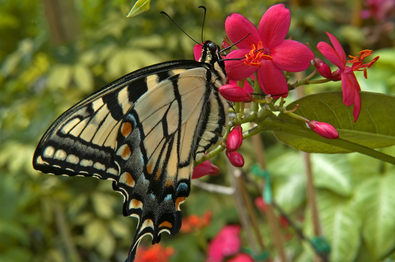 Blue Swallowtail Three