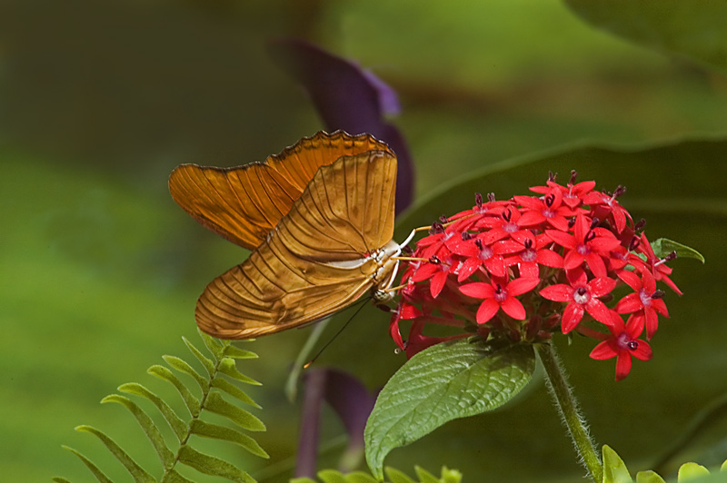Orange Beauty