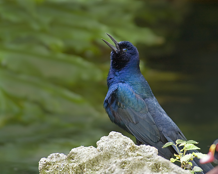 Singing Bird