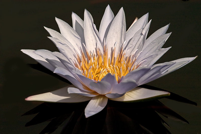 Lotus at Night