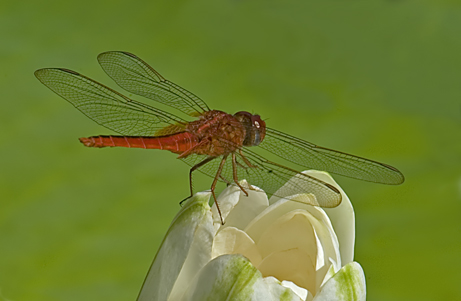 Dragon Fly