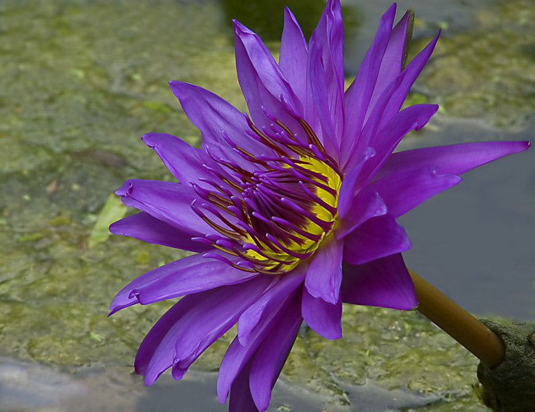 Purple Lotus