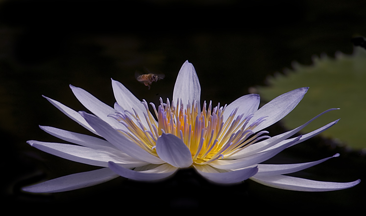 Bee over Lotus