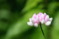 Crown Vetch