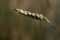 Wild Grass