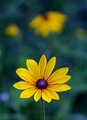 Black-Eyed Susan