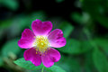 Prairie-Rose