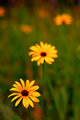 Three Susans