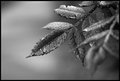 After the Rain
