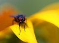 Fly Eyes
