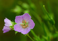 Wild Geranium