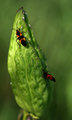 Milkweed Bug