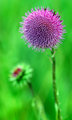 Nodding Thistle